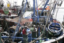 Image du Maroc Professionnelle de  Le système de la chaîne humaine pour vider la cale du bateau remplie de poissons encore vivat ! Les ouvriers s'activent énergiquement sans perdre de temps à faire passer de l’un à l’autre le panier en plastique rempli de sardines vivantes, cette dynamique dans le but de conserver la sardine toute fraîche durant l’opération de débarquement au Port de Laayoune, Lundi 8 Mars 2010. (Photo / Abdeljalil Bounhar) 